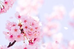 桜の季節が近づいてまいりました。